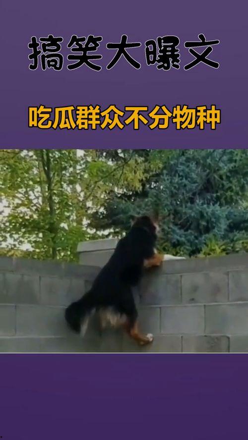 吃瓜群众们啊,揭秘吃瓜群众背后的故事与现象